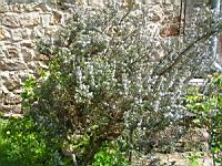 Romarin (00) (Photo F. Mrugala)